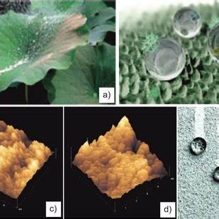 Lotus effect: (a) lotus leaf, (b) computer graphic of lotus leaf ...