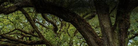 Louisiana Usufruct And Naked Ownership The Basics John E Sirois