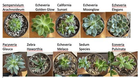 Succulent Varieties Identification Official Shop