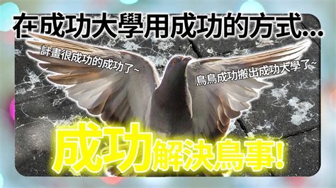 【鳥害問題】在成功大學用成功的方式成功解決鳥事！｜鳥害｜鳥糞清理｜鳥害防治專家｜台灣鳥害防治中心｜ Youtube