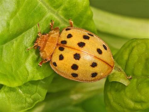 Squash Lady Beetle: Identification, Life Cycle, Facts & Pictures