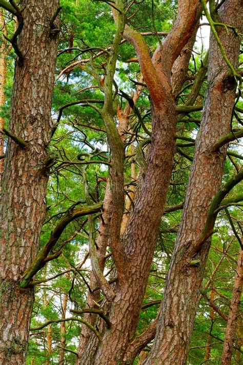 Trunks Of The Scots Or Scotch Pine Pinus Sylvestris Trees Growing In