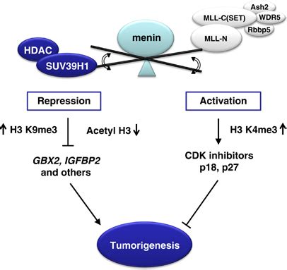 model   dual role  menin  gene regulation  tumorigenic