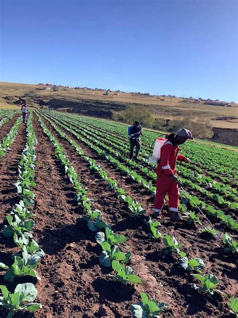 Lerato Pillay On Twitter Agriculture Is Life Retweet