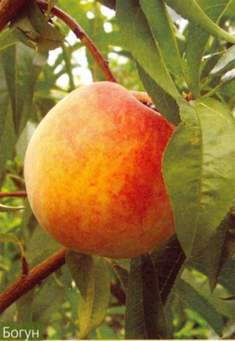 Популярные сорта персика в Украине - ООО «Водоспад»