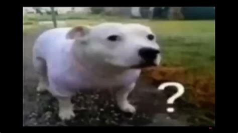 Huh dog meme - YouTube