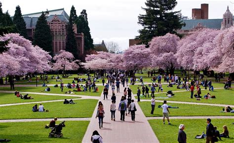 Quad Crowd The Cherry Trees Are In Full Bloom On The Univ Flickr