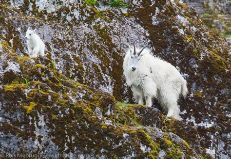 Glacier Bay National Park Alaska Photos Photos By Ron Niebrugge