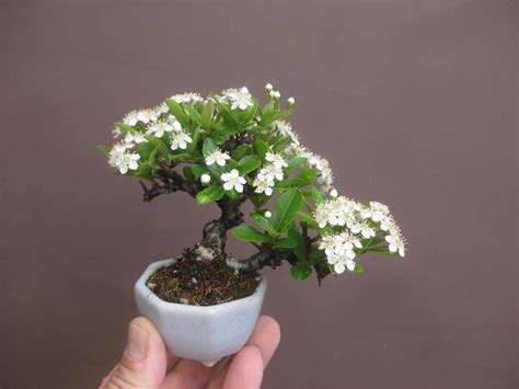 Mini And Mame Bonsai Bonsai Empire Indian Bonsai Art