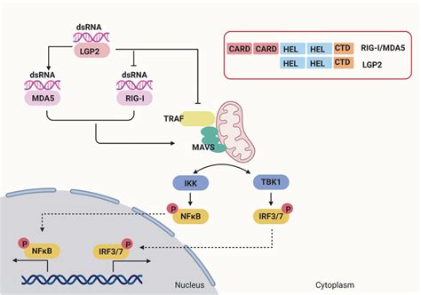 Rig I Like Receptors Rlrs Mediated Signal Transduction Pathway