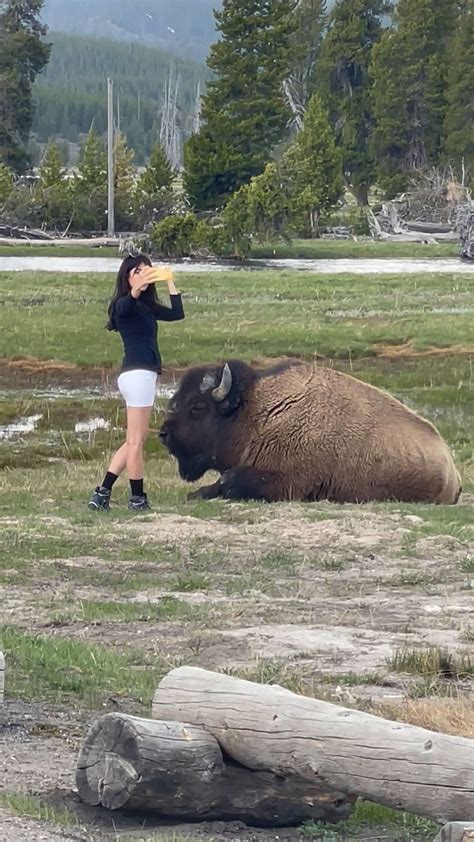 Yellowstone Visitors Are Getting So Comfortable With Approaching Wildlife That Park Officials