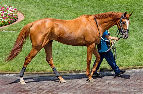 Horse Breeds Of North America