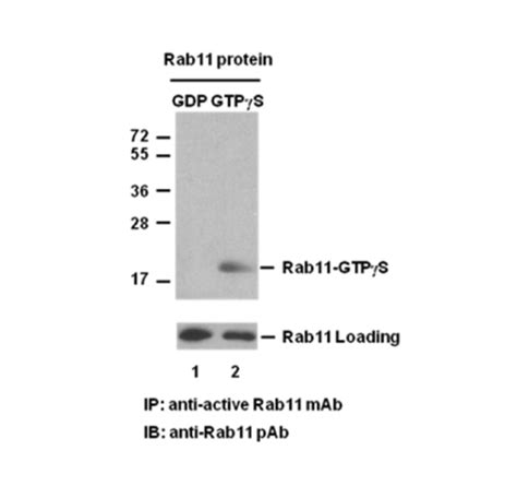 Rab11 Pull Down Activation Assay Kit NewEast Biosciences GTPase