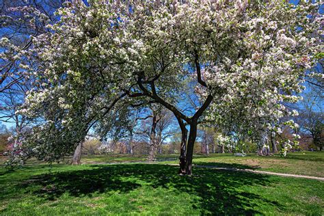 Cherry Blossom, Central Park, Nyc Digital Art by Claudia Uripos | Fine ...