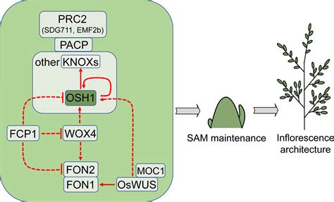 Frontiers Genetic And Molecular Pathways Controlling Rice