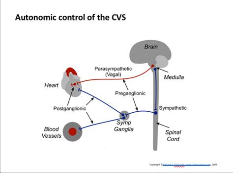 Control Of Cardiac Output Flashcards Quizlet