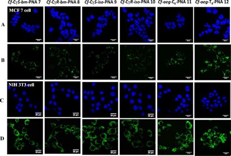 Cell Uptake Confocal Fluorescence Images Of Bm Pna Iso Pna And