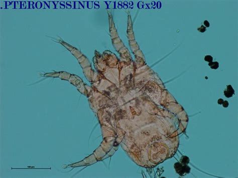 Acariens Dermatophagoides Pteronyssinus 7 Stallergenesgreer Fr