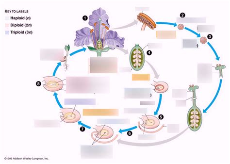 Angiosperm Life Cycle Diagram Quizlet