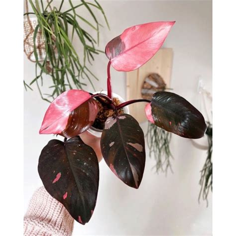 Jual Philodendron Pink Congo Princess Tanaman Hias Philodendron Pink