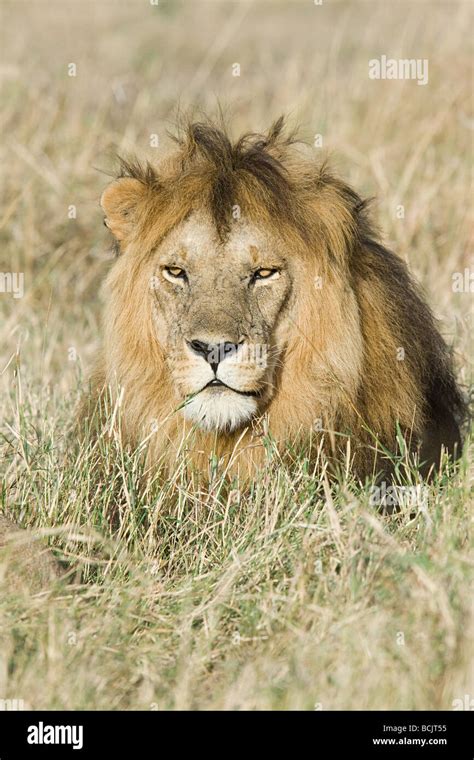 Lion In Grass High Resolution Stock Photography And Images Alamy