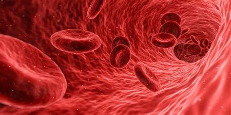 20,000+ Free Vein Human & Human Images - Pixabay