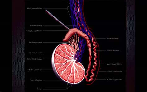 Anatomia Da Bolsa Testicular Youtube