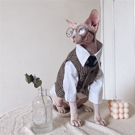 Suit For Cat Hairless Cat Blazer Luxurious British Blazer For Sphynx