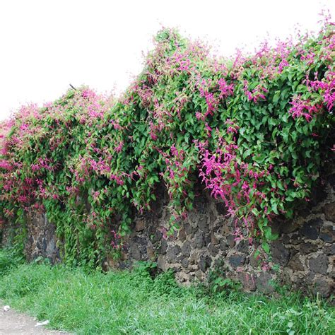 Muda De Amor Agarradinho Rosa Safari Garden