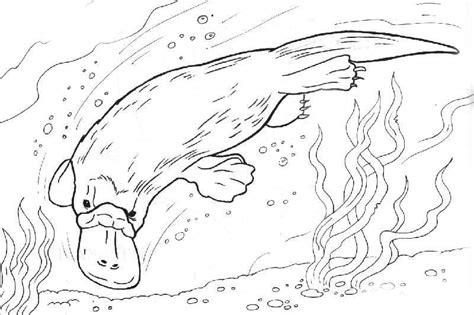 Baby Platypus Coloring Pages