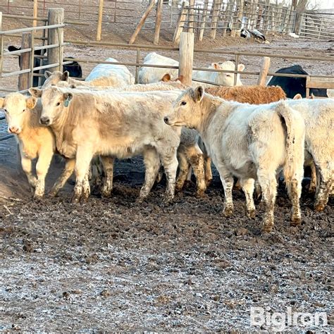 28 Dybdal Charolais Cross Heifers 655 Lbs Bid Per Lb Bigiron Auctions