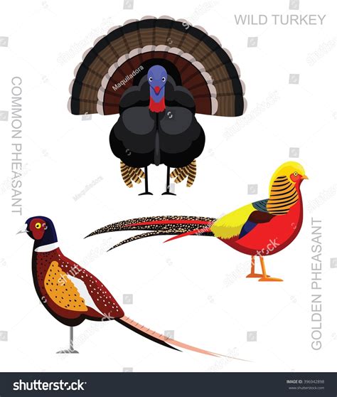 Bird Pheasant Set Cartoon Vector Illustration