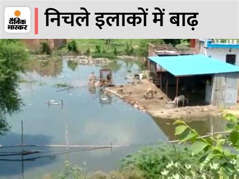 Yamuna Flowing Just Below The Warning Mark Video Of Crocodile Flowing