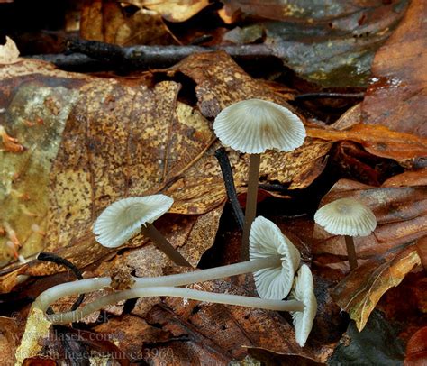 Buchen Helmling Mycena Fagetorum