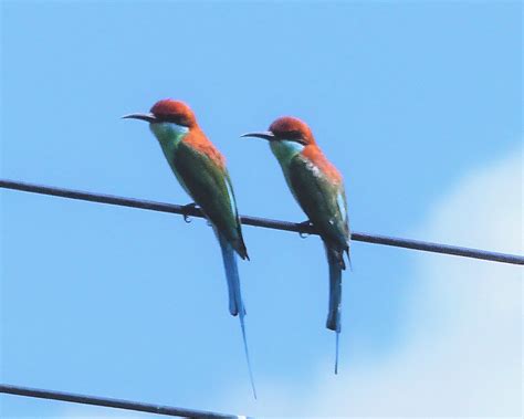 Blue Throated Bee Eater Philippines John W Wyberton Flickr