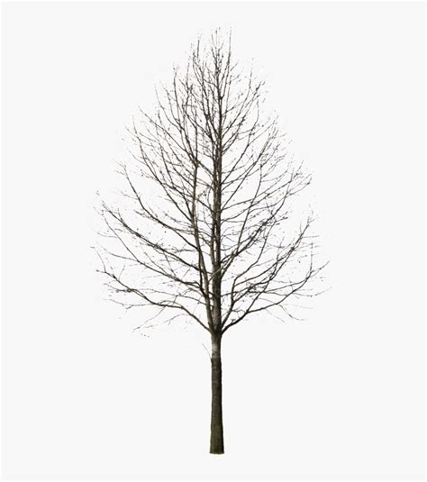 Silhouette Winter Tree Png , Free Transparent Clipart - ClipartKey