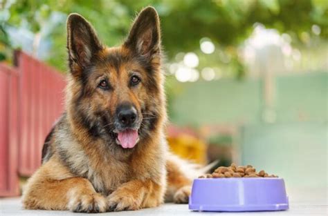 How Can You Prevent Bloat In Dogs Petguide