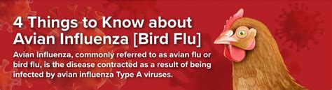 Learn 4 Things About The Bird Flu Avian Influenza Symptoms Bird B