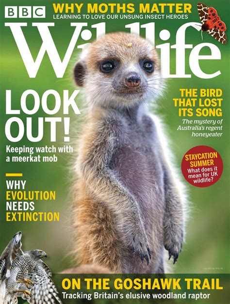 Bbc Wildlife July 2021 Magazine Get Your Digital Subscription