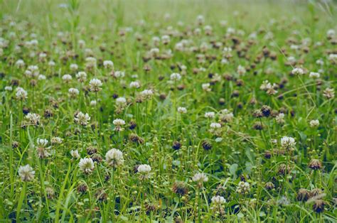 Free Images Nature Field Lawn Meadow Prairie Leaf Flower Summer Pool Green Herb