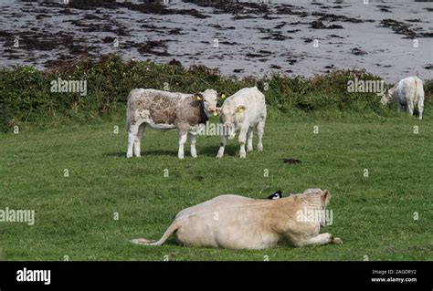 Symbiotic Relationship Bird Cattle Hi Res Stock Photography And Images