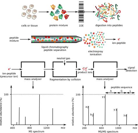 3 4 Analyses Of Protein Structure Biology Libretexts