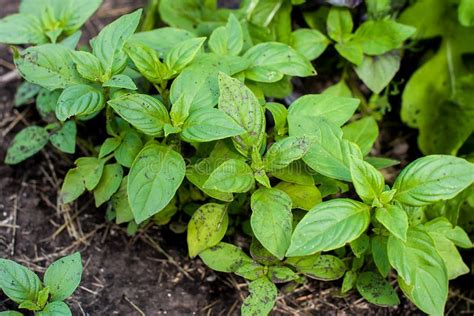 Pianta Verde E Sana Della Piantina Di Ocimum Basilicum Del Basilico Che