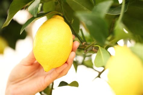 Ecoinventos On Twitter Truco Para Cosechar Limones Y Que La Planta