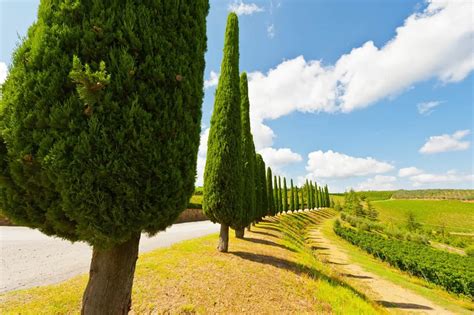 4 Pros And 3 Cons Of Italian Cypress Trees - ProGardenTips