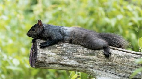 What To Do If You See A Sprawled Out Splooting Squirrel In Nyc