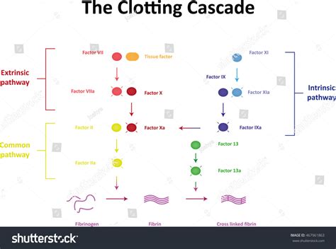 Blood Clotting Cascade Diagram