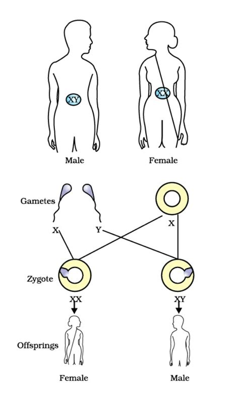 Explain The Sex Determination In Human Beings