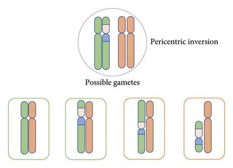 Chromosomal Inversions Two Breaks In The Same Chromosome Causing The