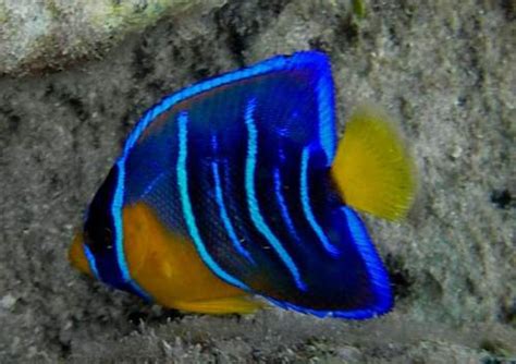 Juvenile Queen Angelfish Marine Aquarium Fish